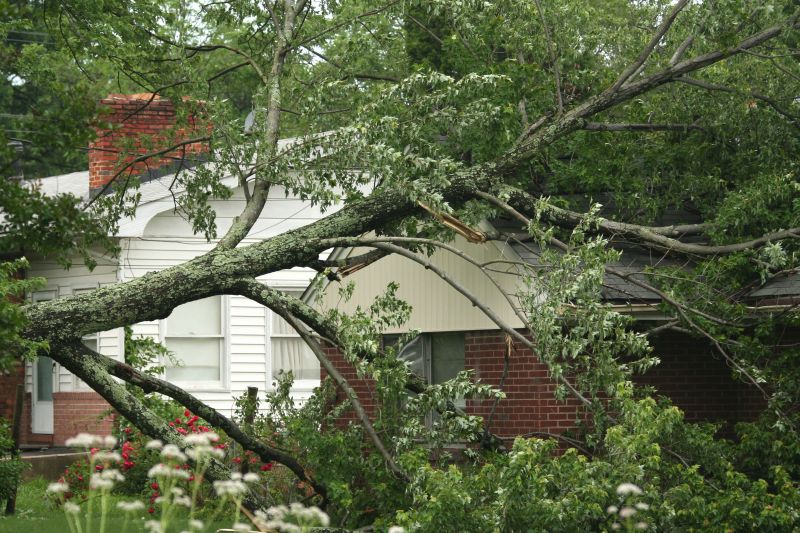 Fallen Tree on Commercial Site