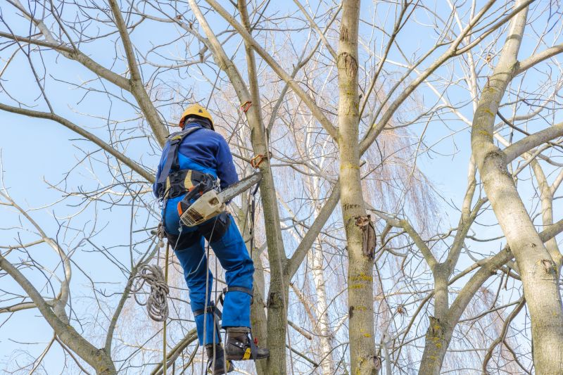 Arborist Performing Trimming