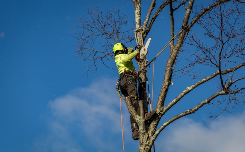 Overgrown Tree Branch Removal