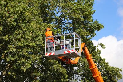 Tree Inspection and Maintenance