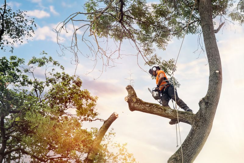 Arborist Trimming a Tree