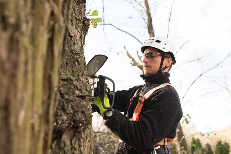 Tree Health Assessments