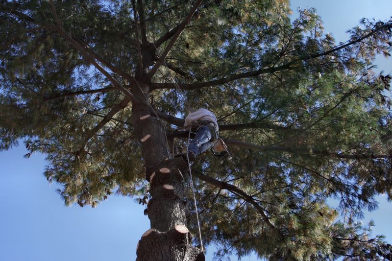 Tree Care Maintenance