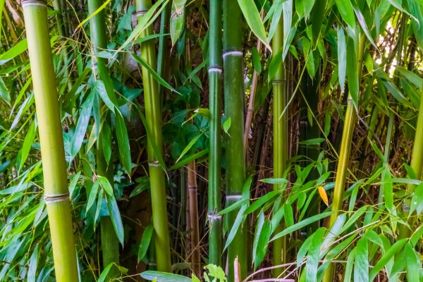 Bamboo Trimming in Chandler