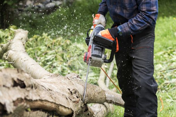 Branch Removal Service in Chandler