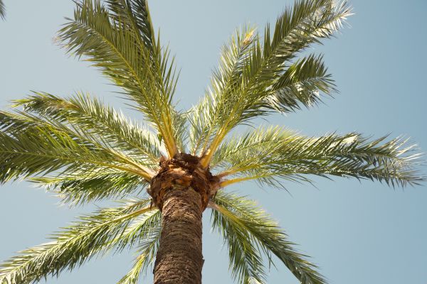 Palm Tree Pruning in Chandler