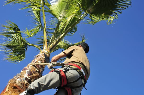 Palm Tree Trimming in Chandler