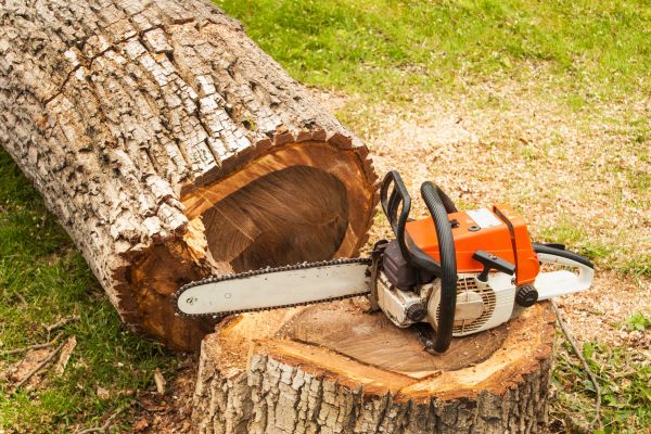 Tree Cutting Service in Chandler