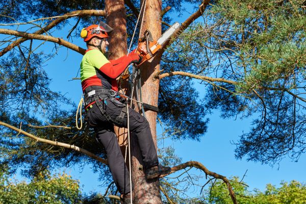 Tree Service in Chandler