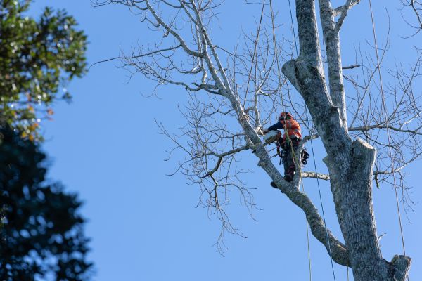Tree Topping Service in Chandler