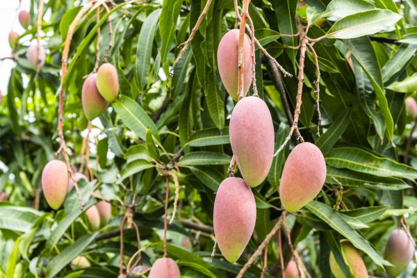 Mango Tree Trimming in Chandler