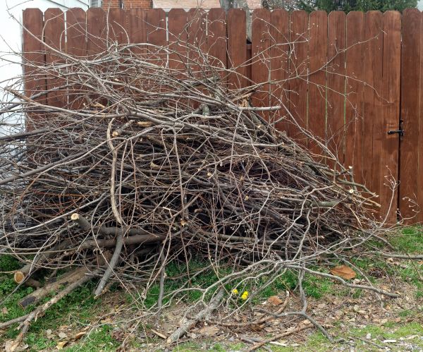 Dead Branch Removal in Chandler