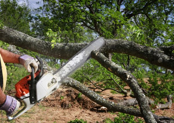 Tree Branch Cutting in Chandler