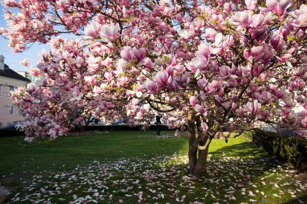 Ornamental Tree Pruning in Chandler