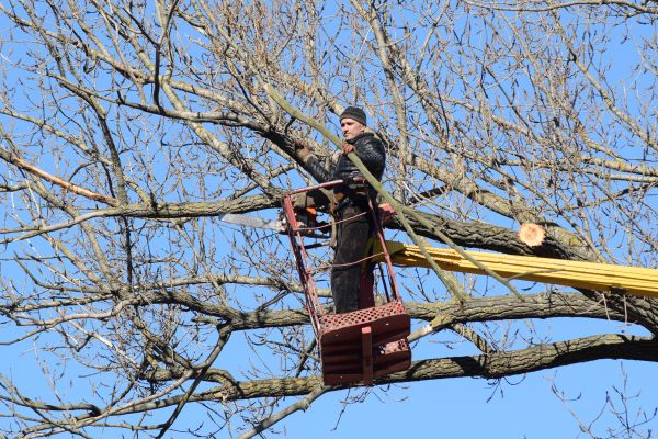 Emergency Tree Trimming in Chandler