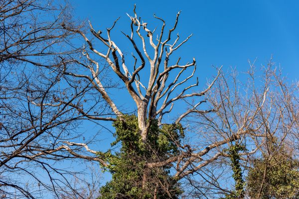 Deadwood Removal in Chandler