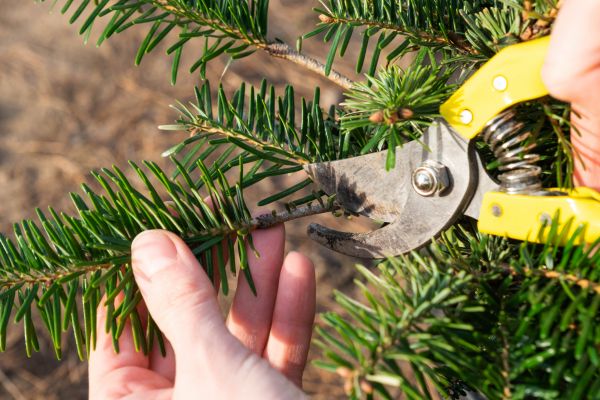 Pine Tree Pruning in Chandler