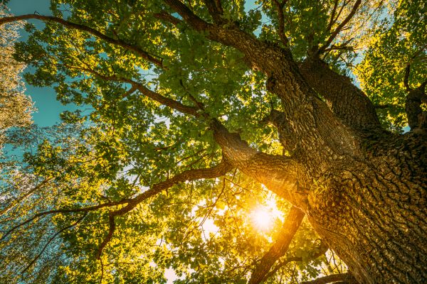 Cost of Oak Tree Pruning in Chandler