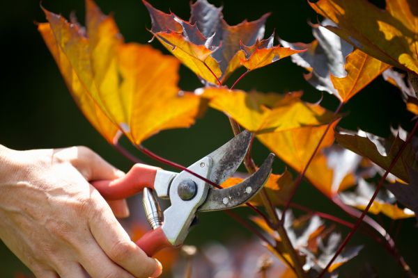 Cost of Maple Tree Pruning in Chandler