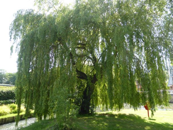 Willow Tree Trimming in Chandler