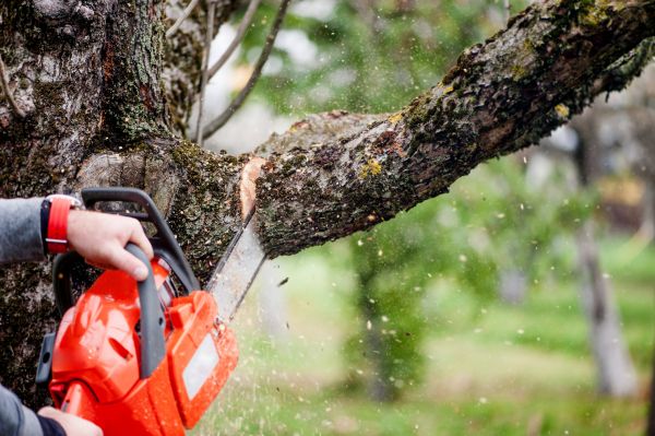 Cost of Tree Limbs Removal in Chandler