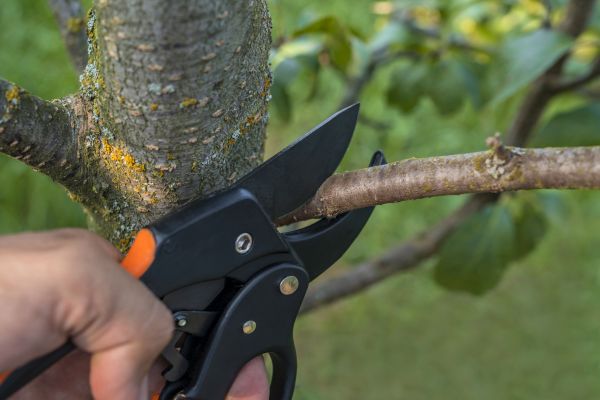 Tree Limb Cutting in Chandler