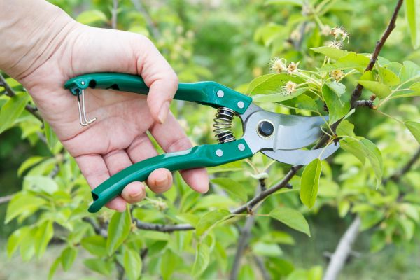 Cost of Pear Tree Pruning in Chandler