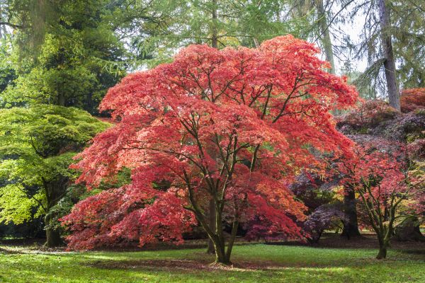 Japanese Maple Pruning in Chandler