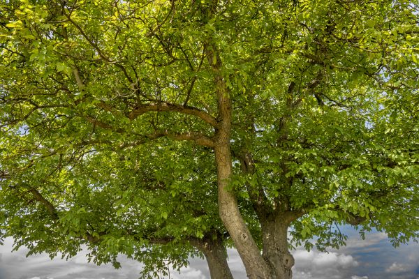 Walnut Tree Trimming in Chandler