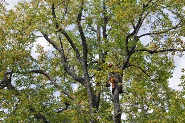 Tree Crown Shaping in Chandler