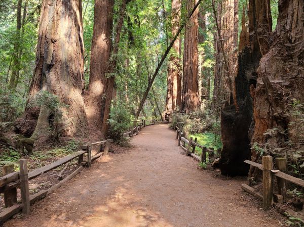 Redwood Tree Pruning in Chandler