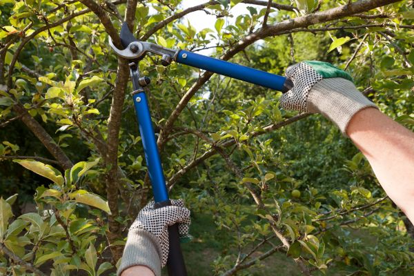 Residential Tree Pruning in Chandler