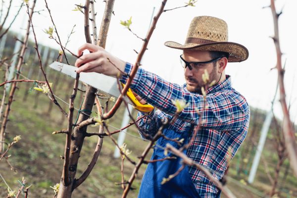 Orchard Tree Pruning in Chandler