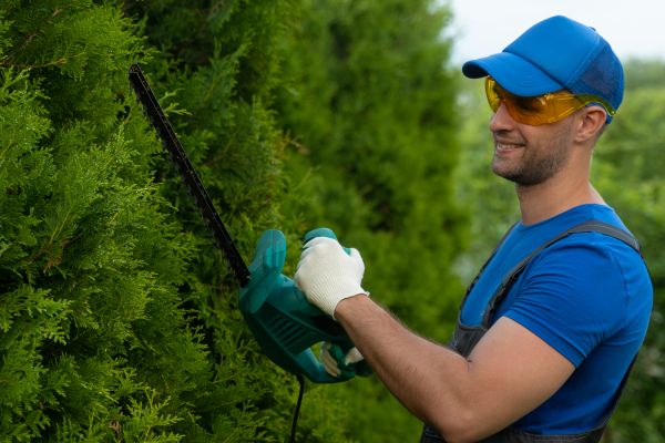 Tree Shaping Service in Chandler