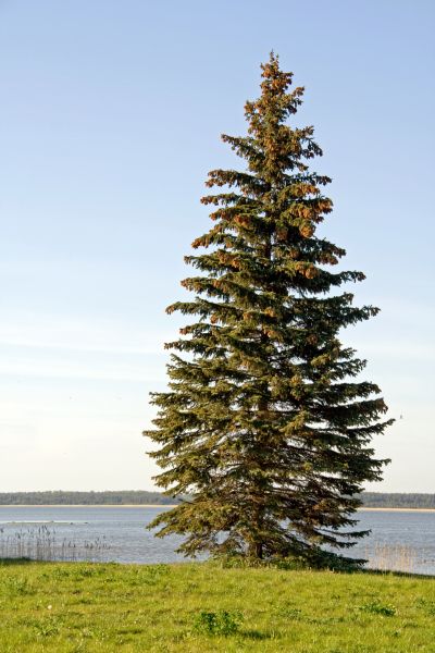 Spruce Tree Pruning in Chandler
