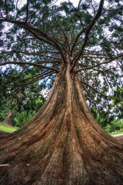 Cedar Tree Pruning in Chandler