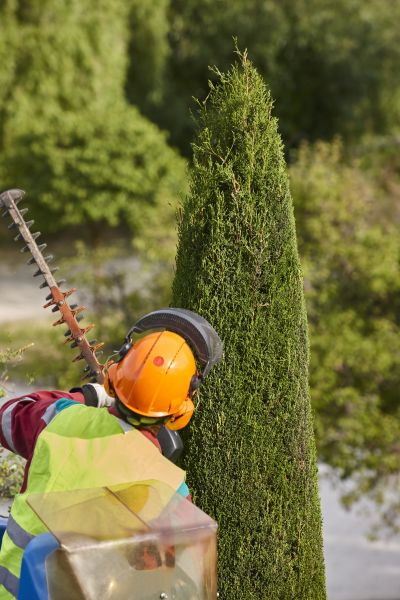 Cypress Tree Trimming in Chandler