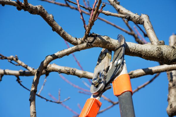 Peach Tree Trimming in Chandler