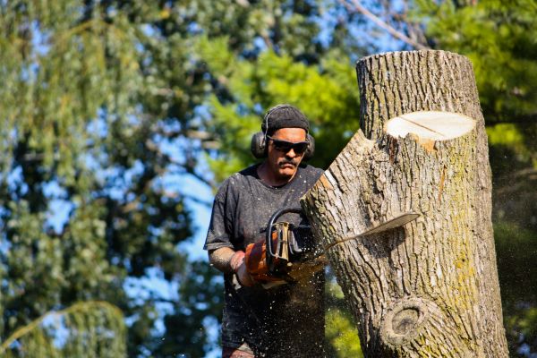Ash Tree Pruning in Chandler