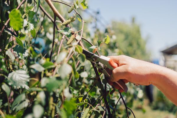 Birch Tree Pruning in Chandler