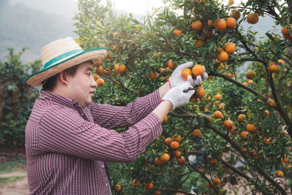 Orange Tree Pruning in Chandler
