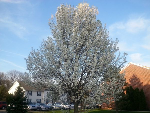 Bradford Pear Tree Pruning in Chandler