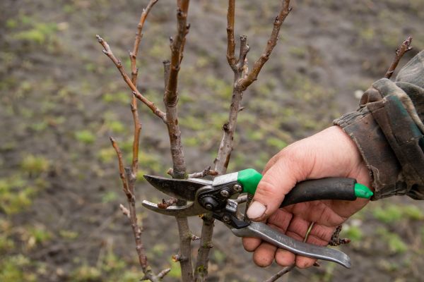 Cost of Pear Trees Pruning in Chandler