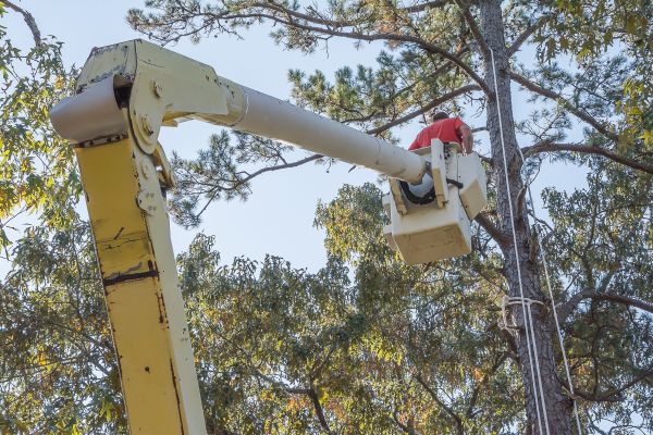 Limbs Trimming in Chandler