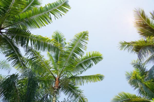 Queen Palm Tree Trimming in Chandler
