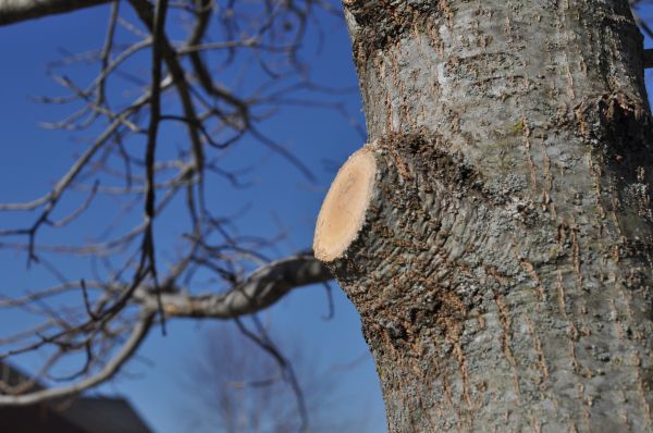 Limb Pruning in Chandler
