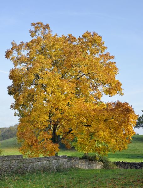Hickory Tree Trimming in Chandler