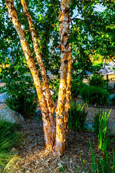 River Birch Trimming in Chandler