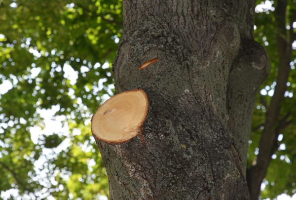 Limb Cutting in Chandler