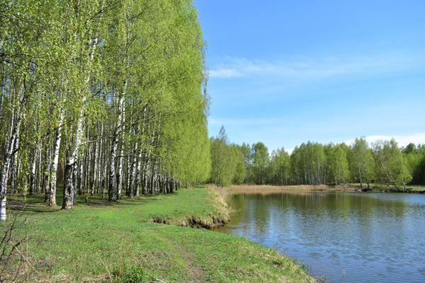 River Birch Pruning in Chandler